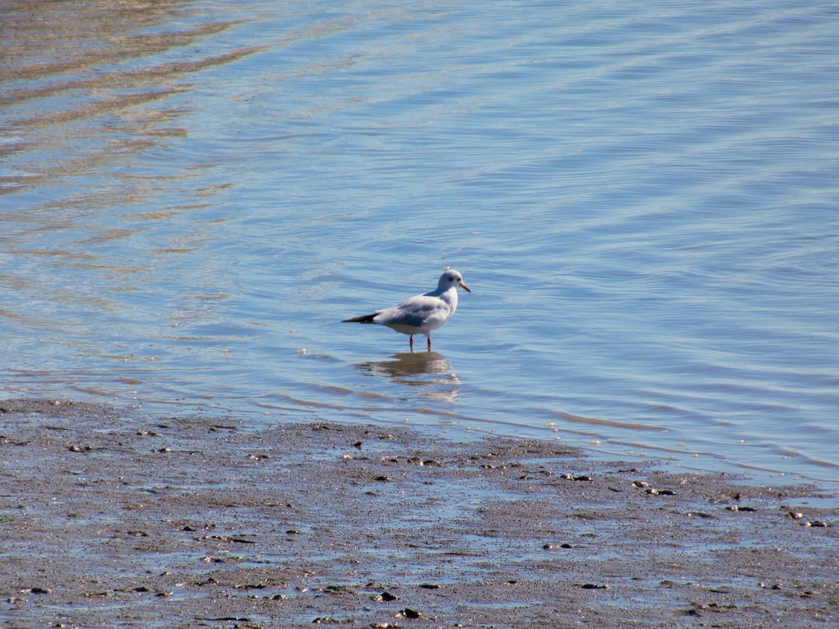 紅嘴鷗 - ML644608546