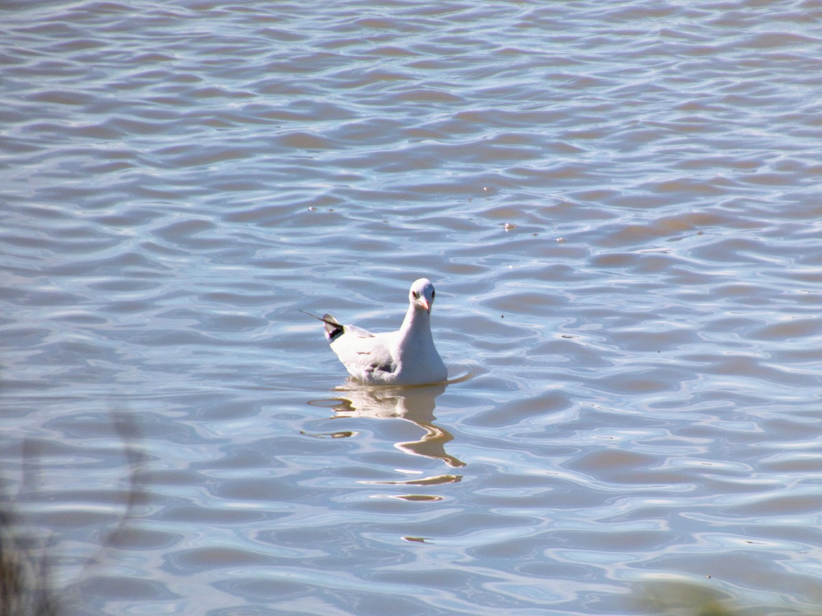 紅嘴鷗 - ML644608547