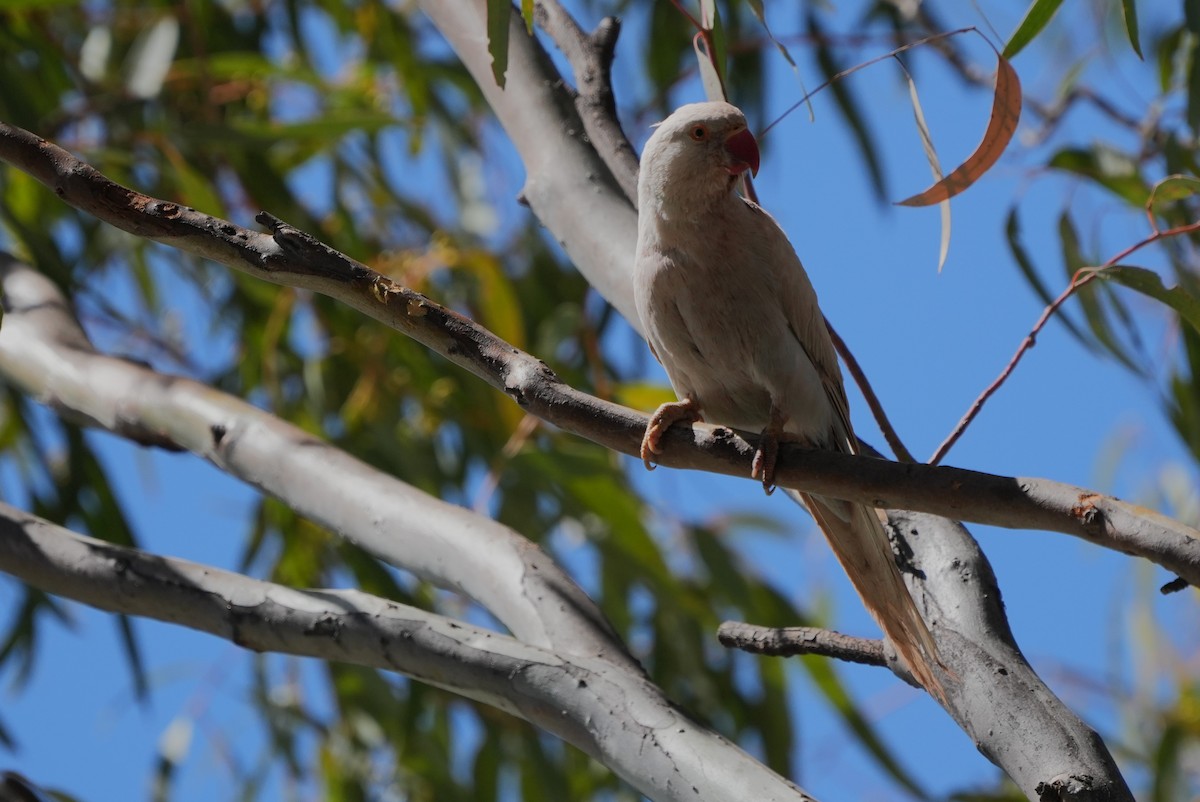 דררה - ML644608548