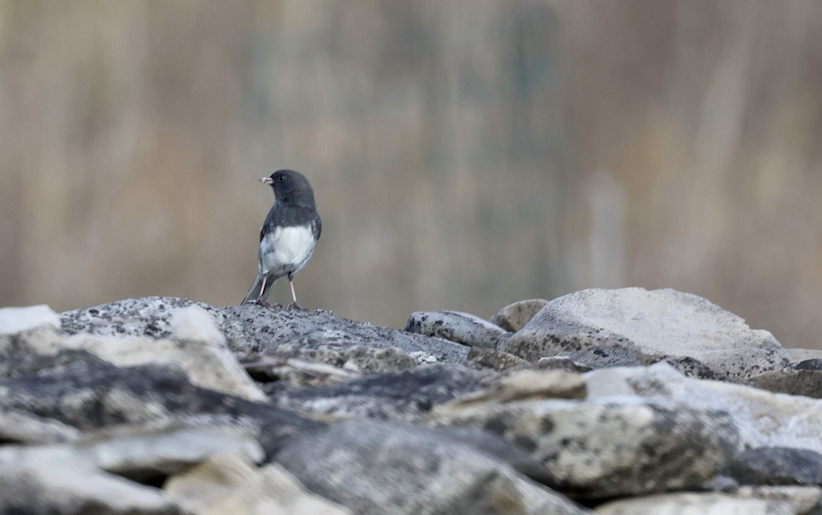 Dark-eyed Junco (Slate-colored) - ML644608549