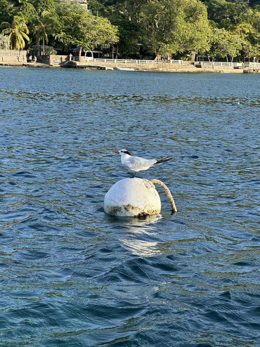 Royal Tern - ML644608550