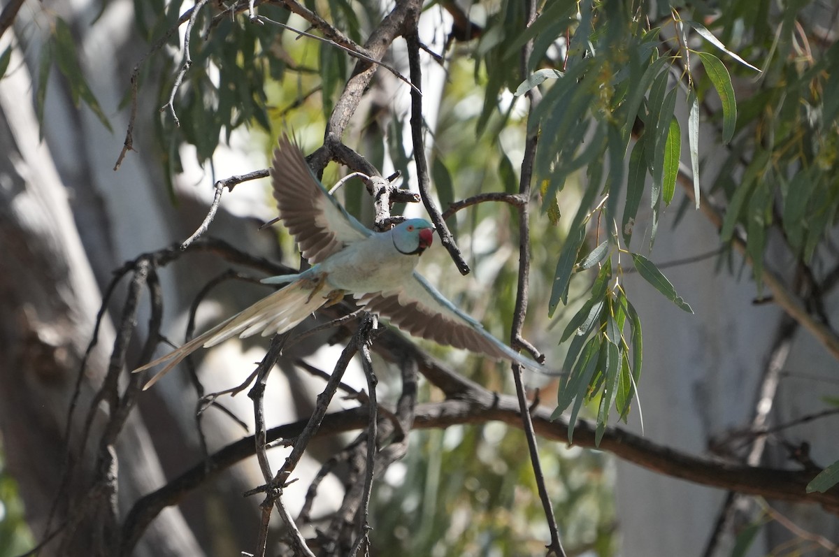 דררה - ML644608553