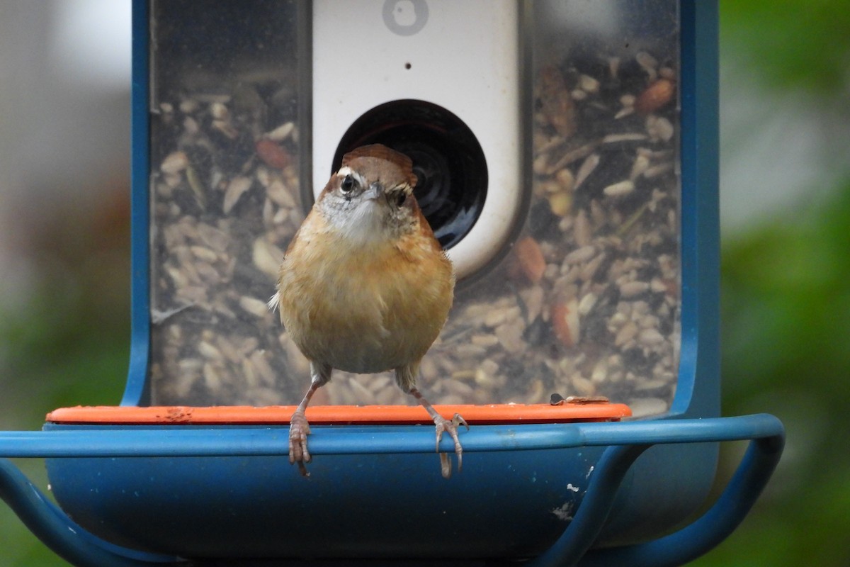 Carolina Wren - ML644608555
