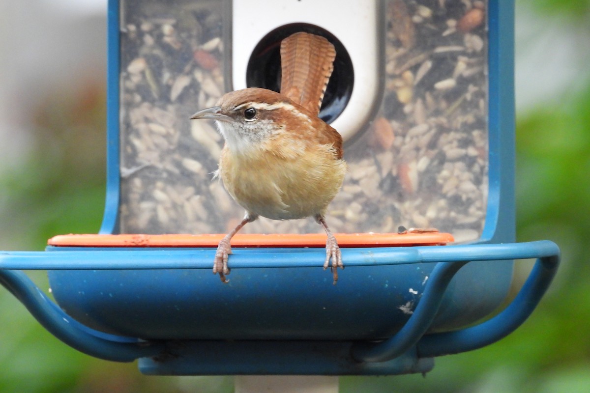 Carolina Wren - ML644608556