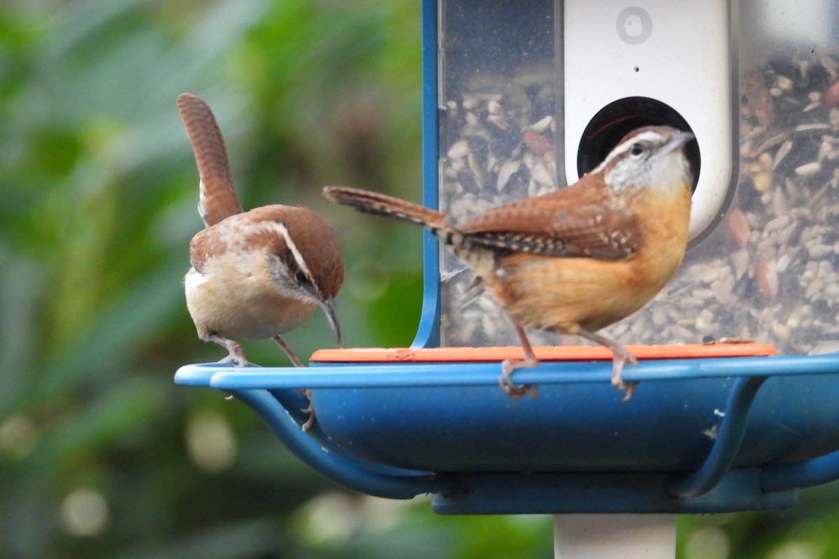 Carolina Wren - ML644608557