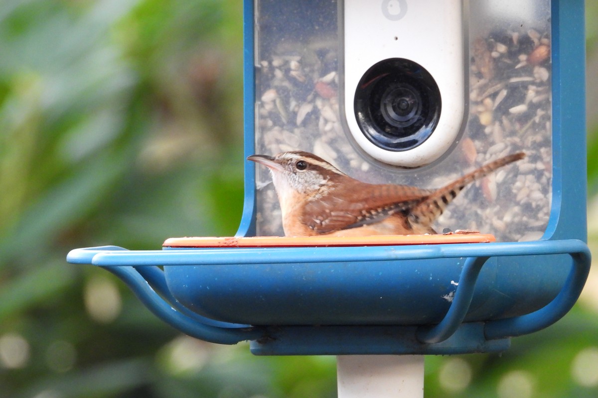 Carolina Wren - ML644608558