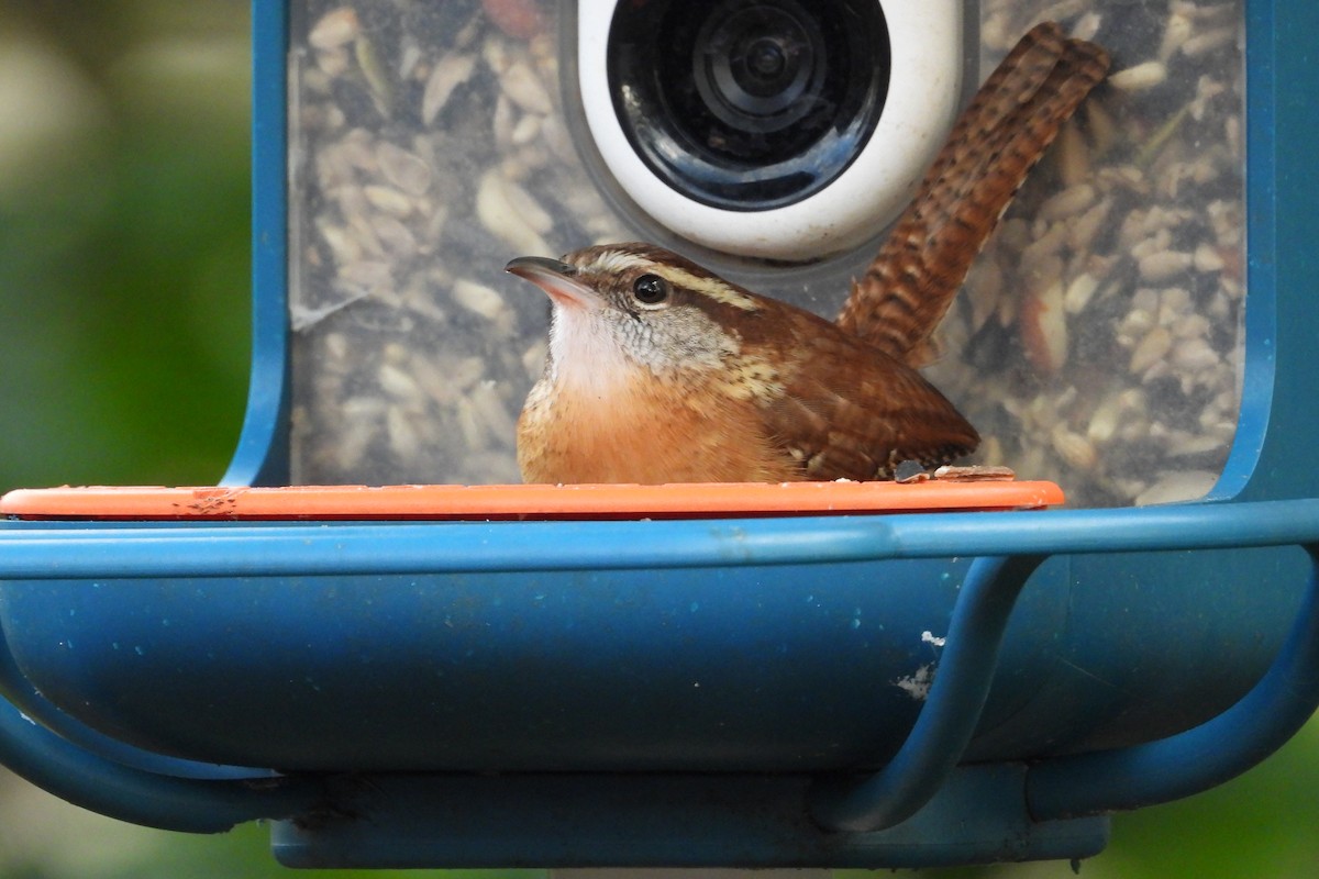 Carolina Wren - ML644608559