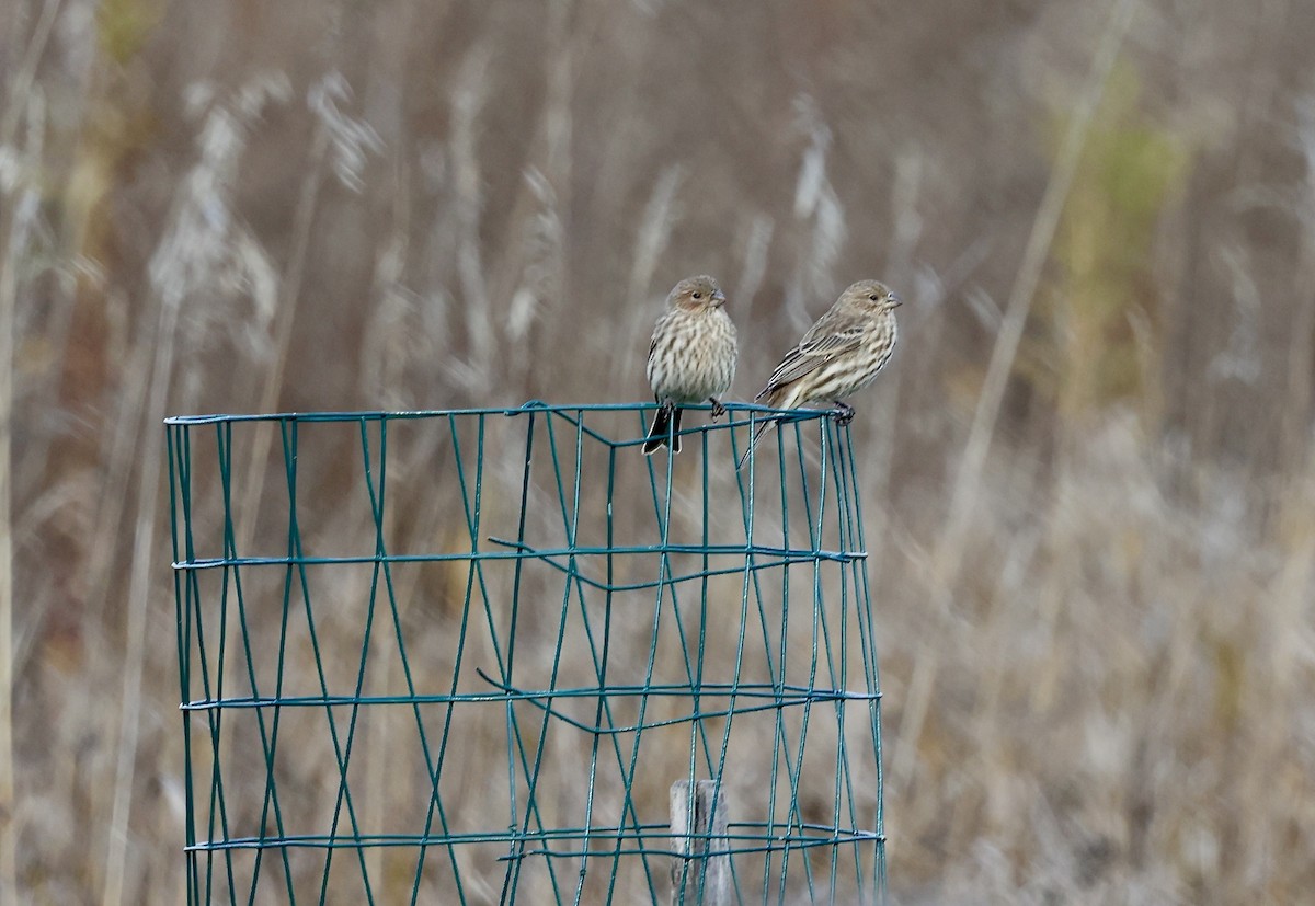 House Finch - ML644608567