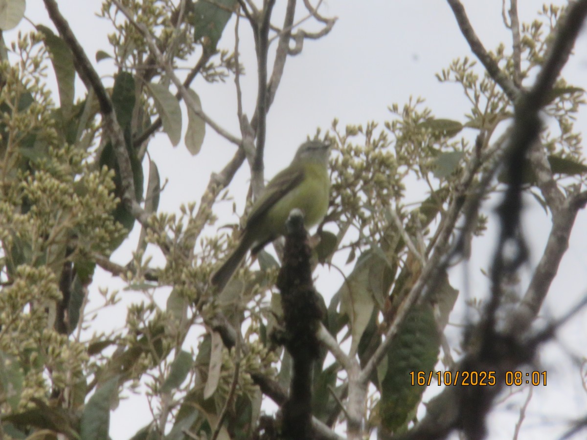 Planalto Tyrannulet - ML644608569