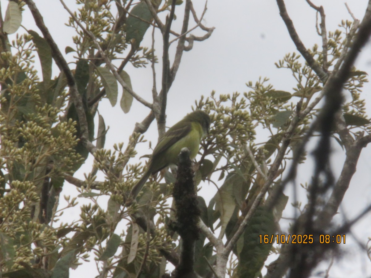 Planalto Tyrannulet - ML644608570