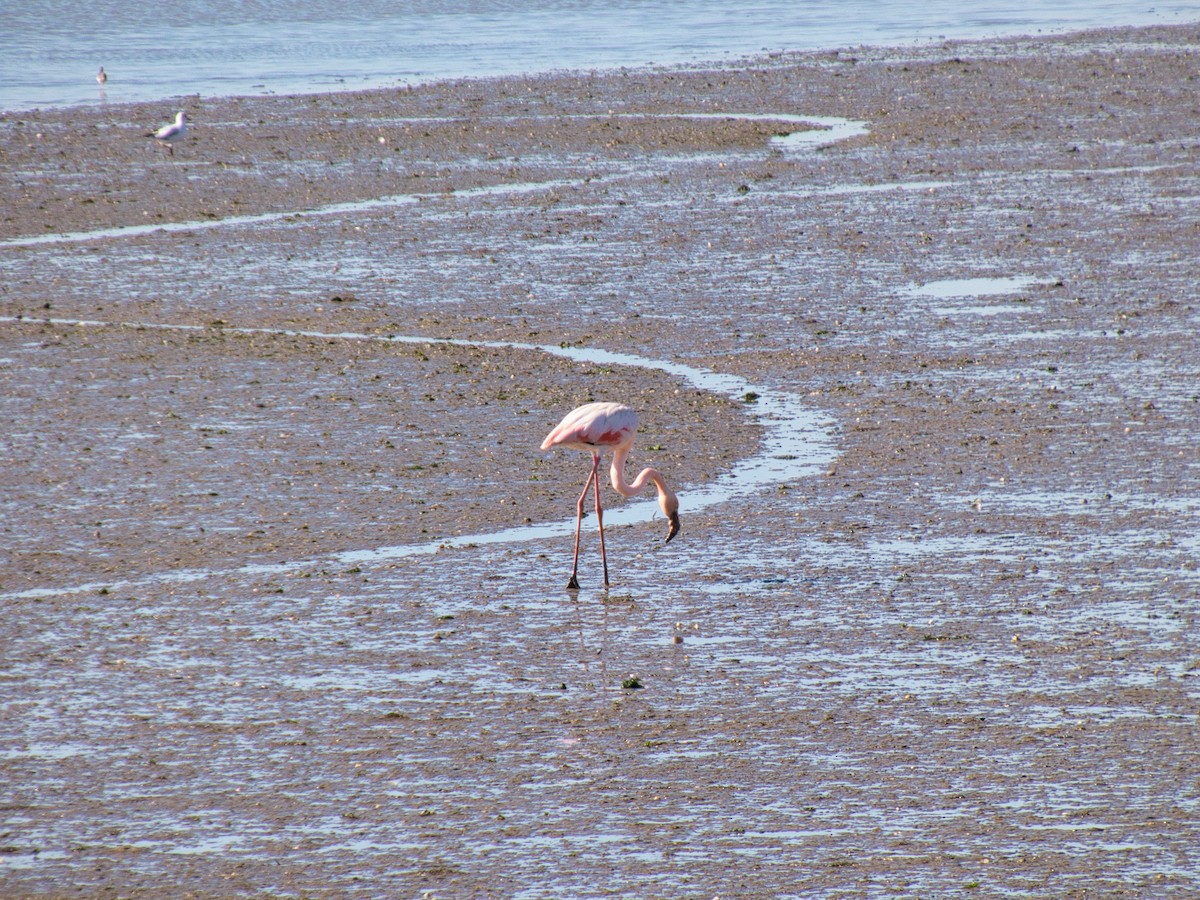 大紅鸛 - ML644608574