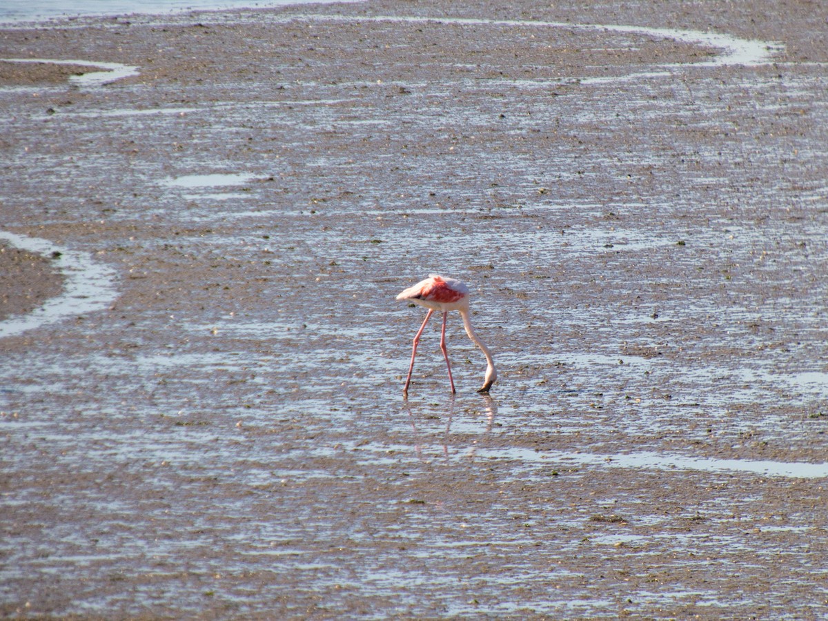 大紅鸛 - ML644608575