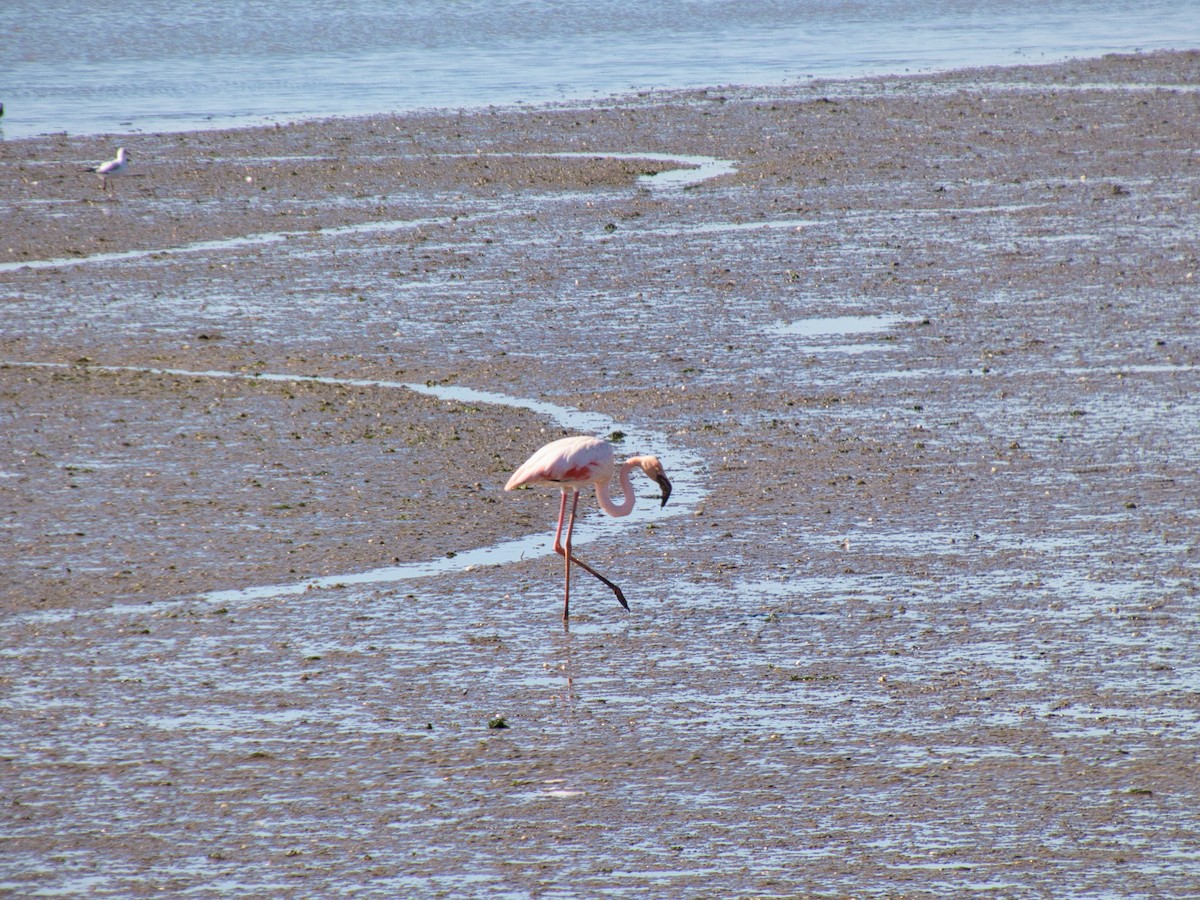 大紅鸛 - ML644608576