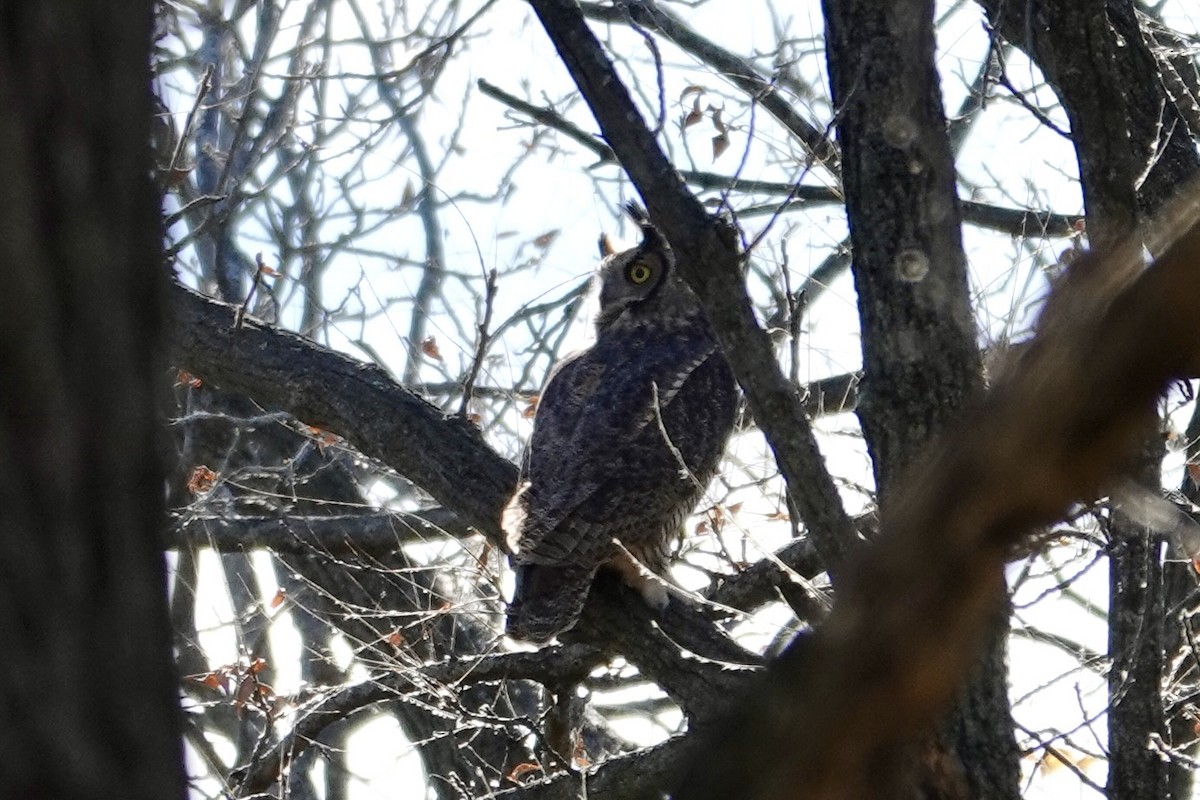 Great Horned Owl - ML644608577