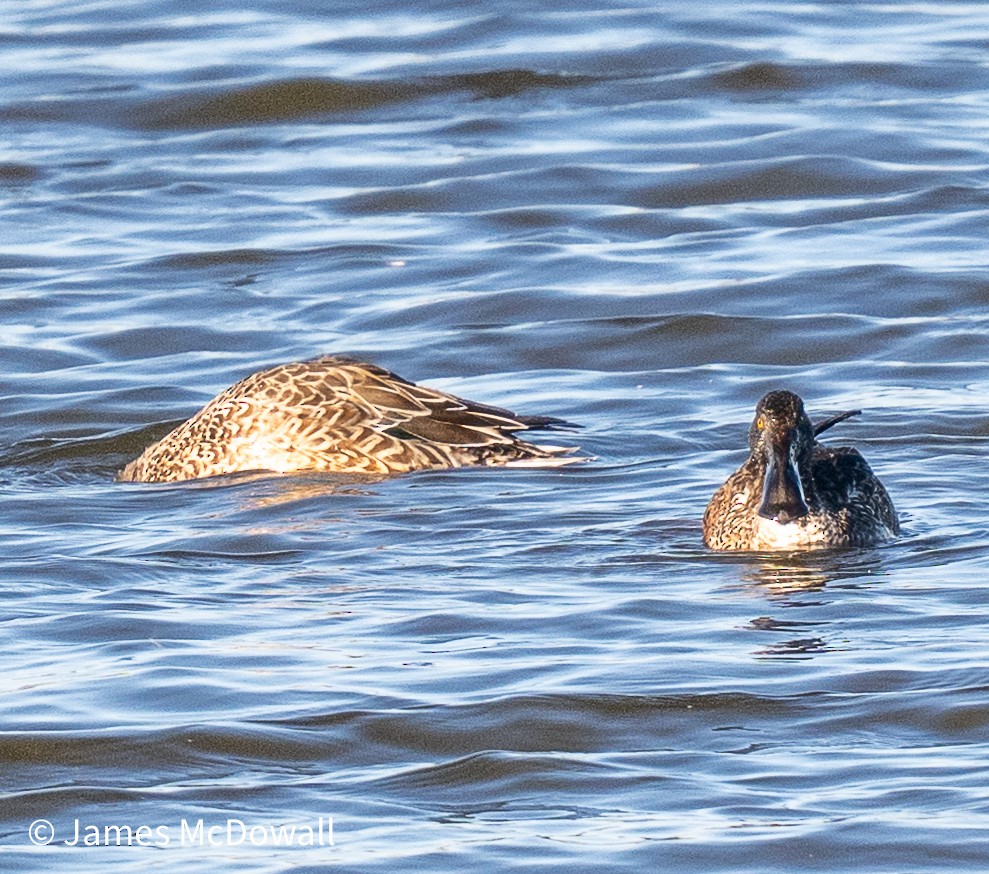 琵嘴鴨 - ML644608588