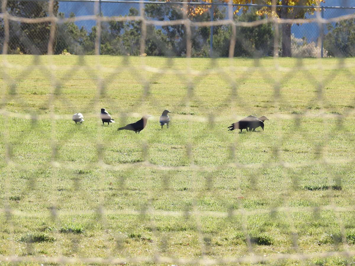 American Crow - ML644608591