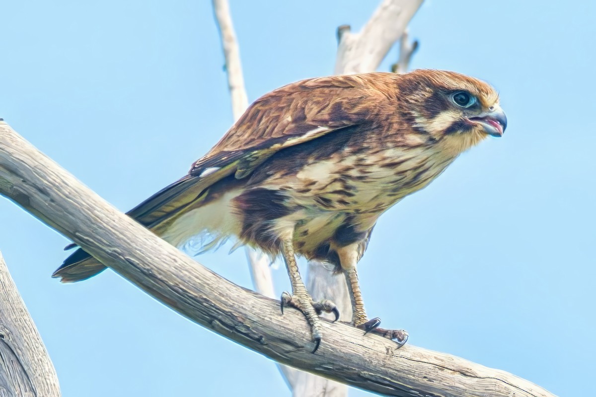 Brown Falcon - ML644608592