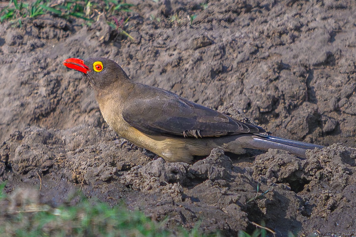 rødnebboksehakker - ML644608596