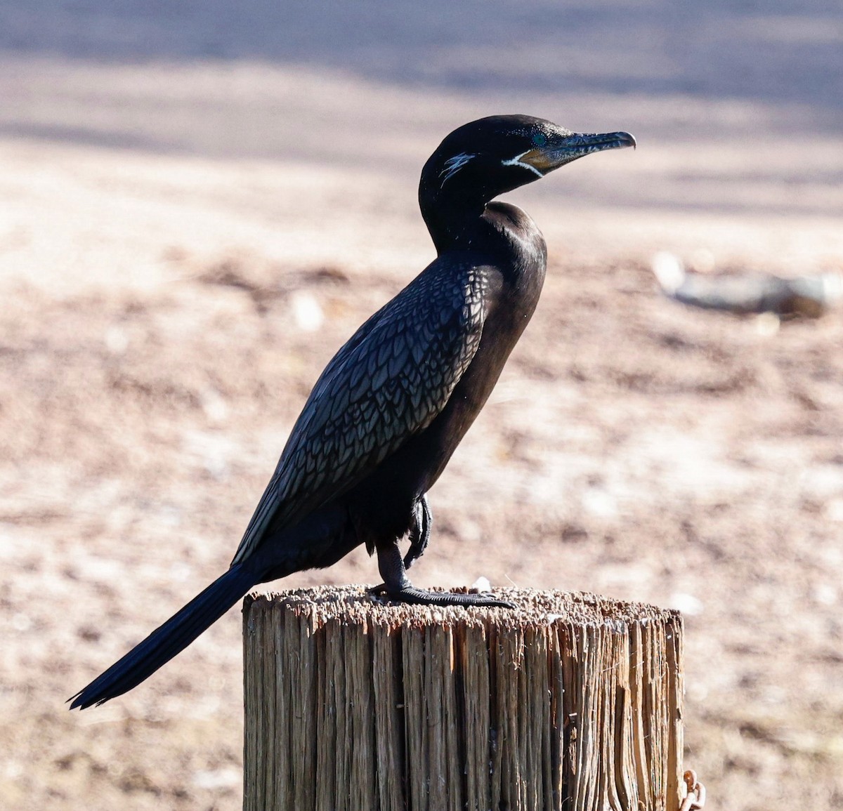 Neotropic Cormorant - ML644608606