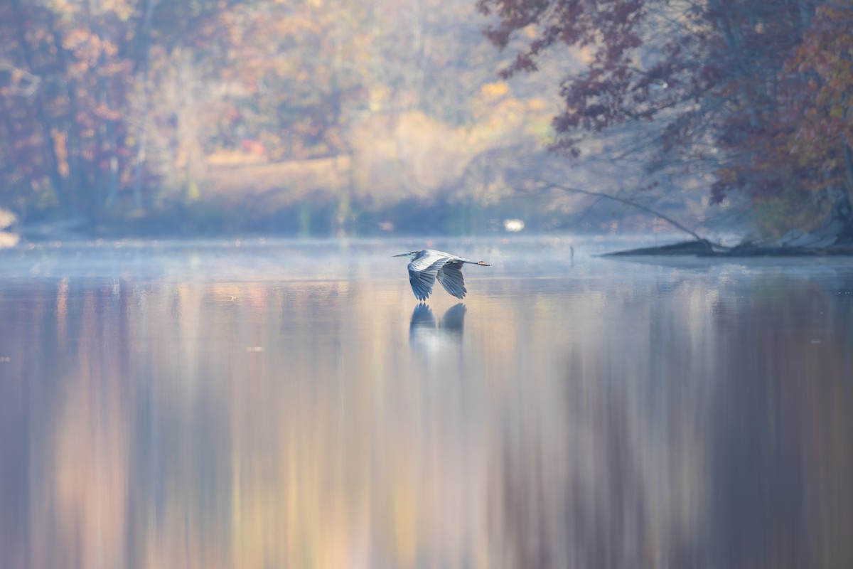 volavka velká - ML644608609