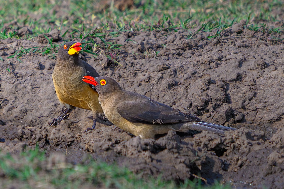 Yellow-billed Oxpecker - ML644608612