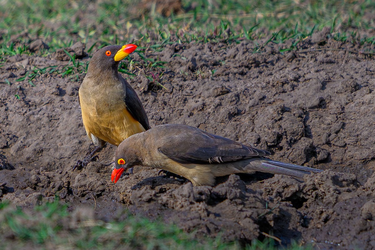Yellow-billed Oxpecker - ML644608613