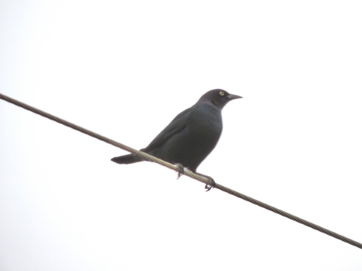 テリムクドリモドキ - ML644608623