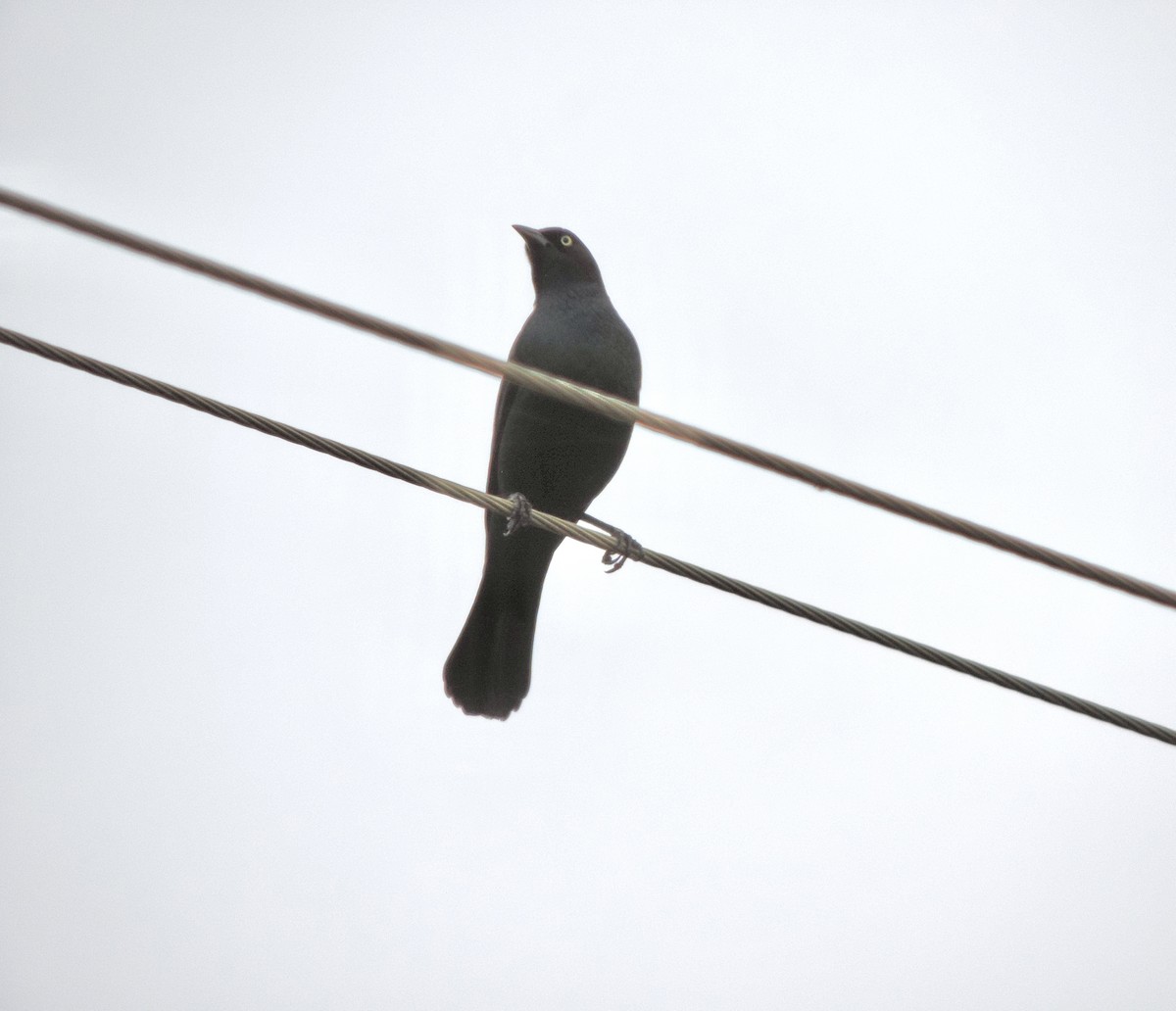 テリムクドリモドキ - ML644608624