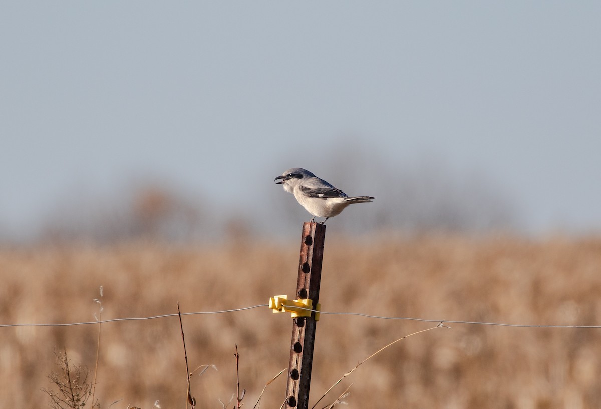 Сорокопуд північний - ML644608627