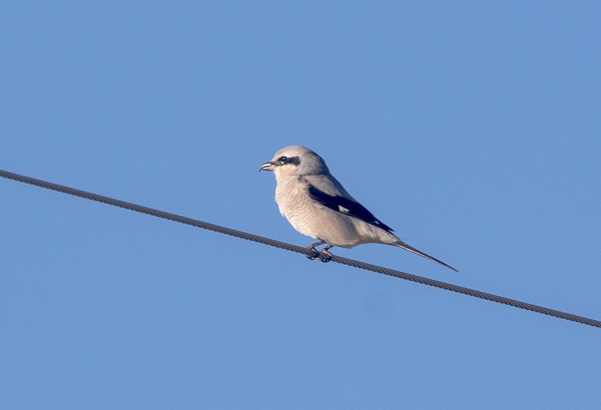 Сорокопуд північний - ML644608628
