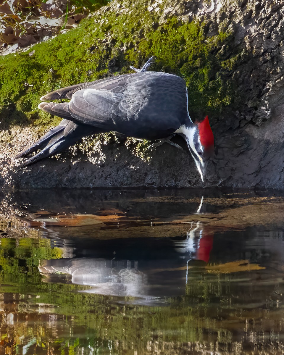 Хохлатая желна - ML644608629