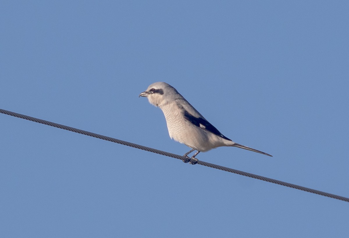 Сорокопуд північний - ML644608630