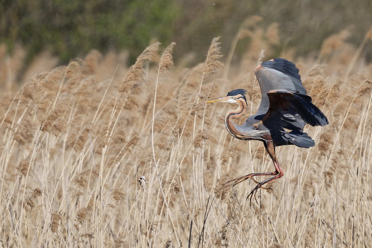 Чапля руда - ML644608633