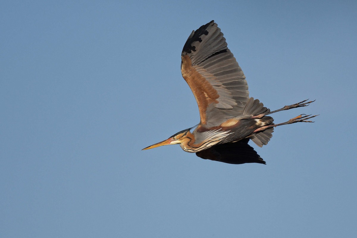 Чапля руда - ML644608634