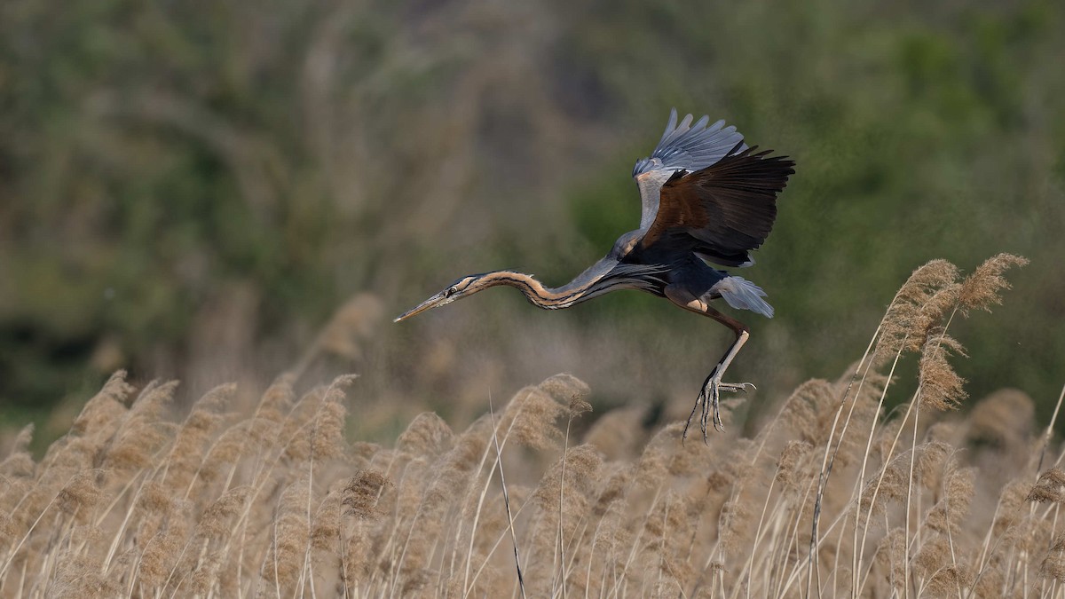 Чапля руда - ML644608635