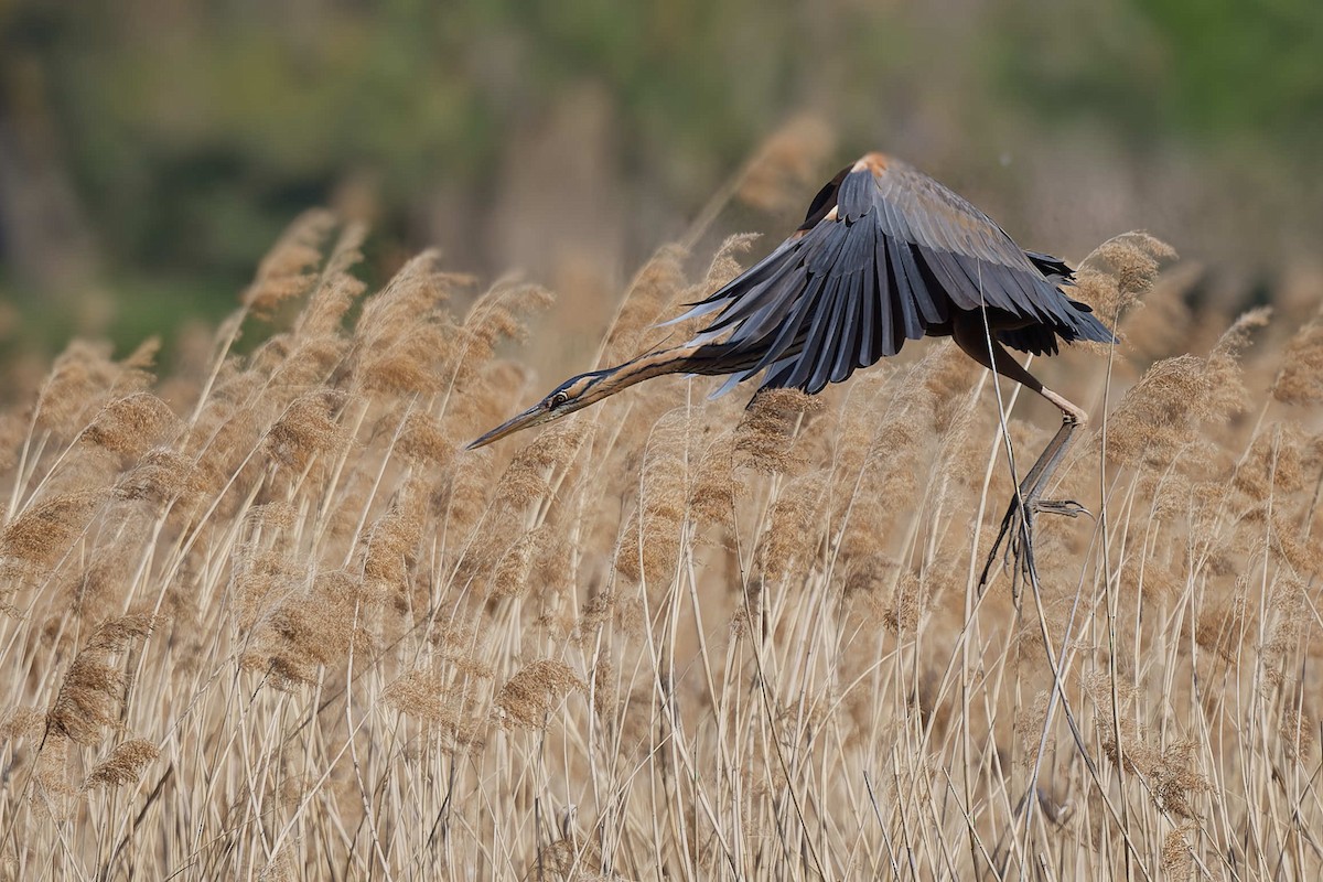 Чапля руда - ML644608638