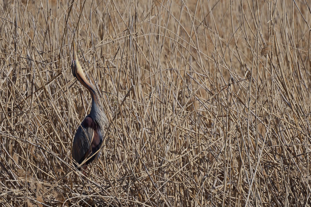 Чапля руда - ML644608639