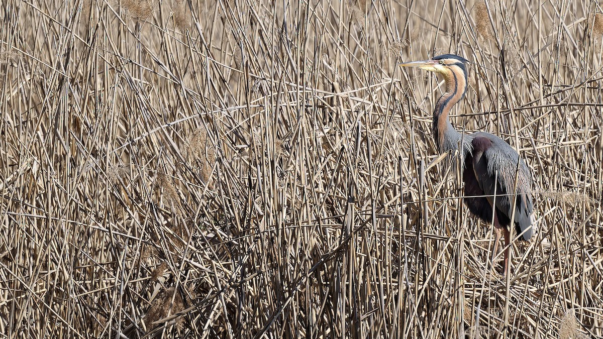 Чапля руда - ML644608640