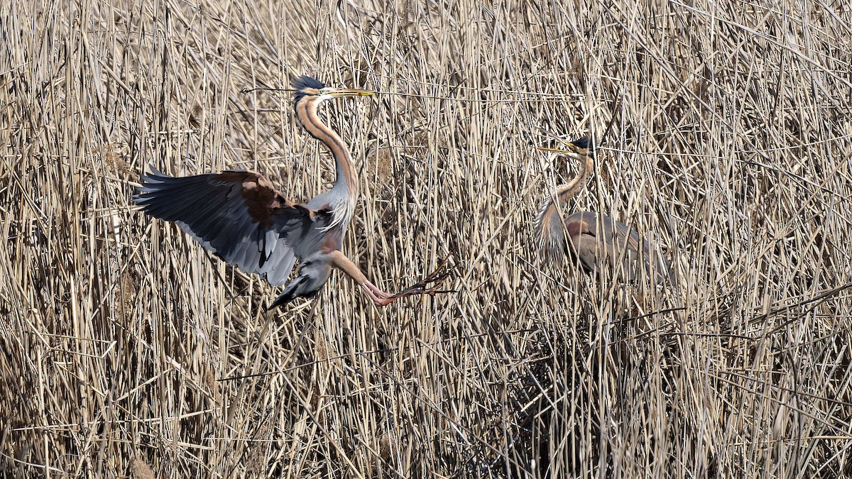 Чапля руда - ML644608641