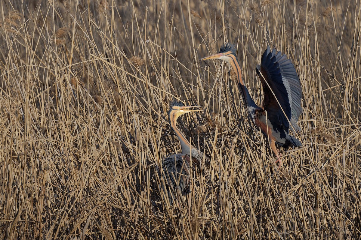 Чапля руда - ML644608642