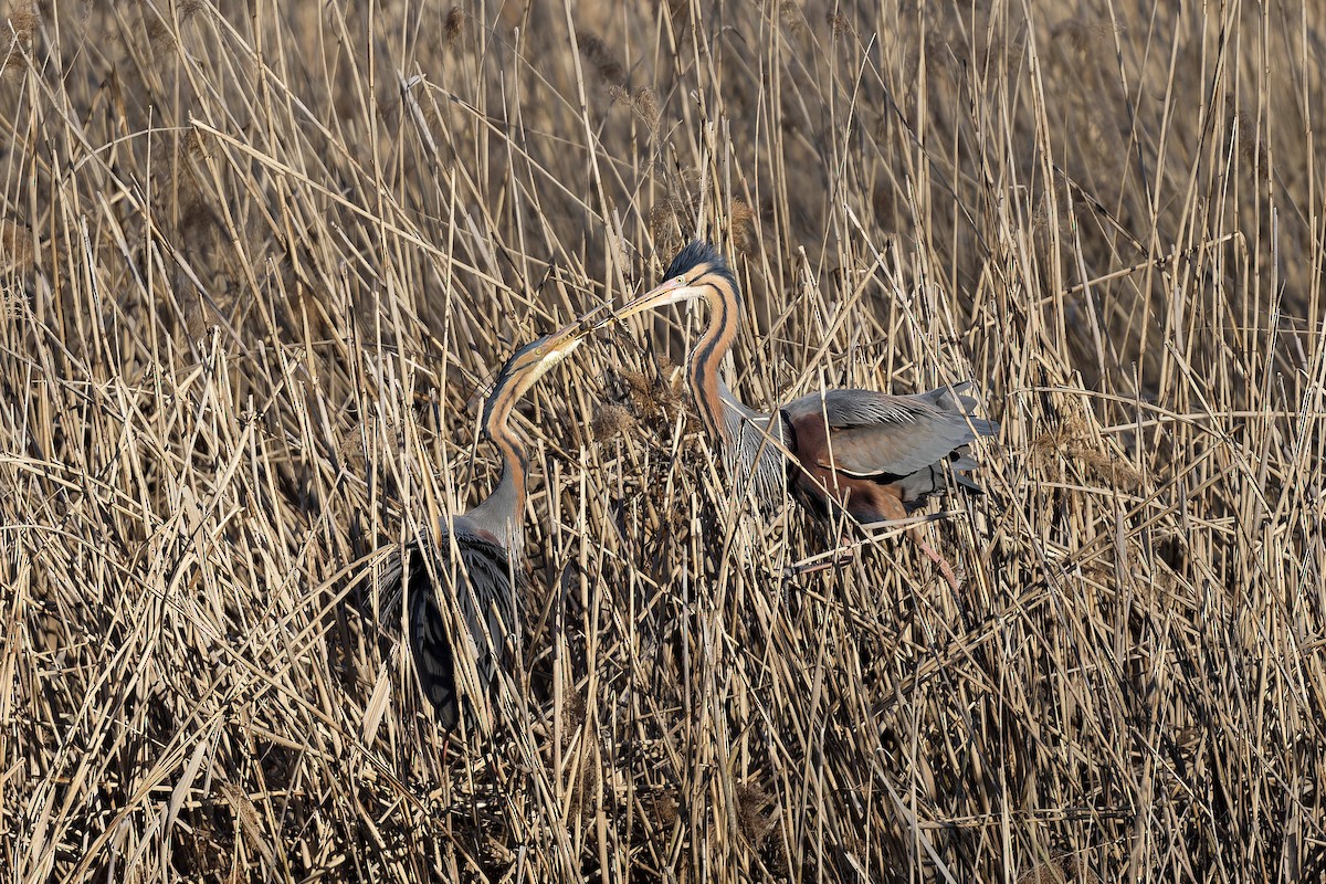 Чапля руда - ML644608644