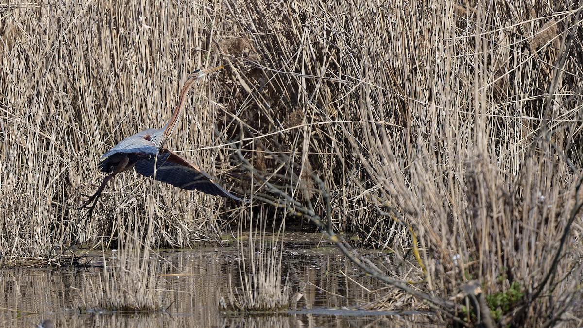 Чапля руда - ML644608646