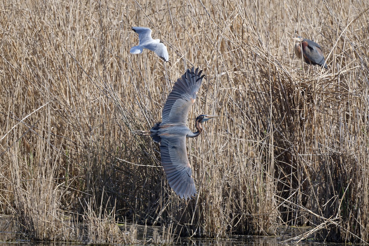 Чапля руда - ML644608647