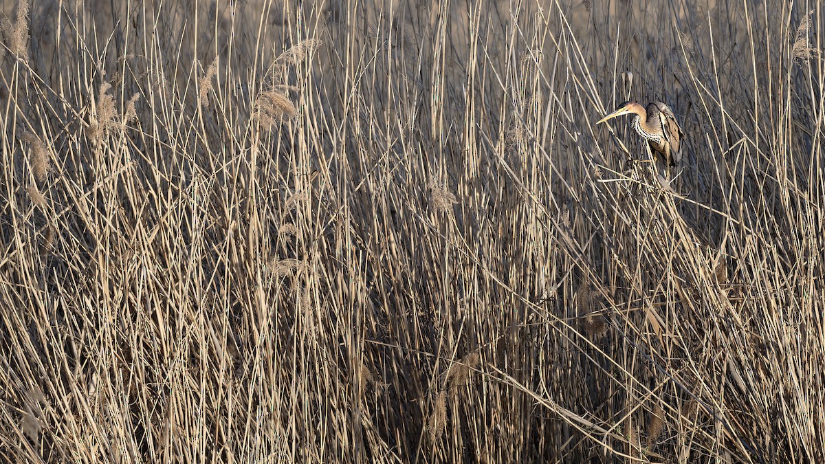 Чапля руда - ML644608649