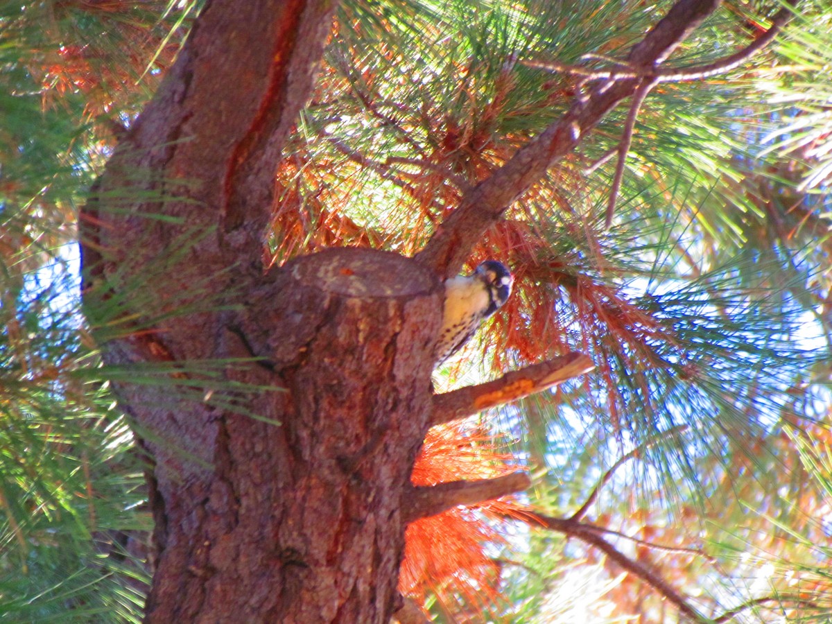 キツツキ科 - ML644608654