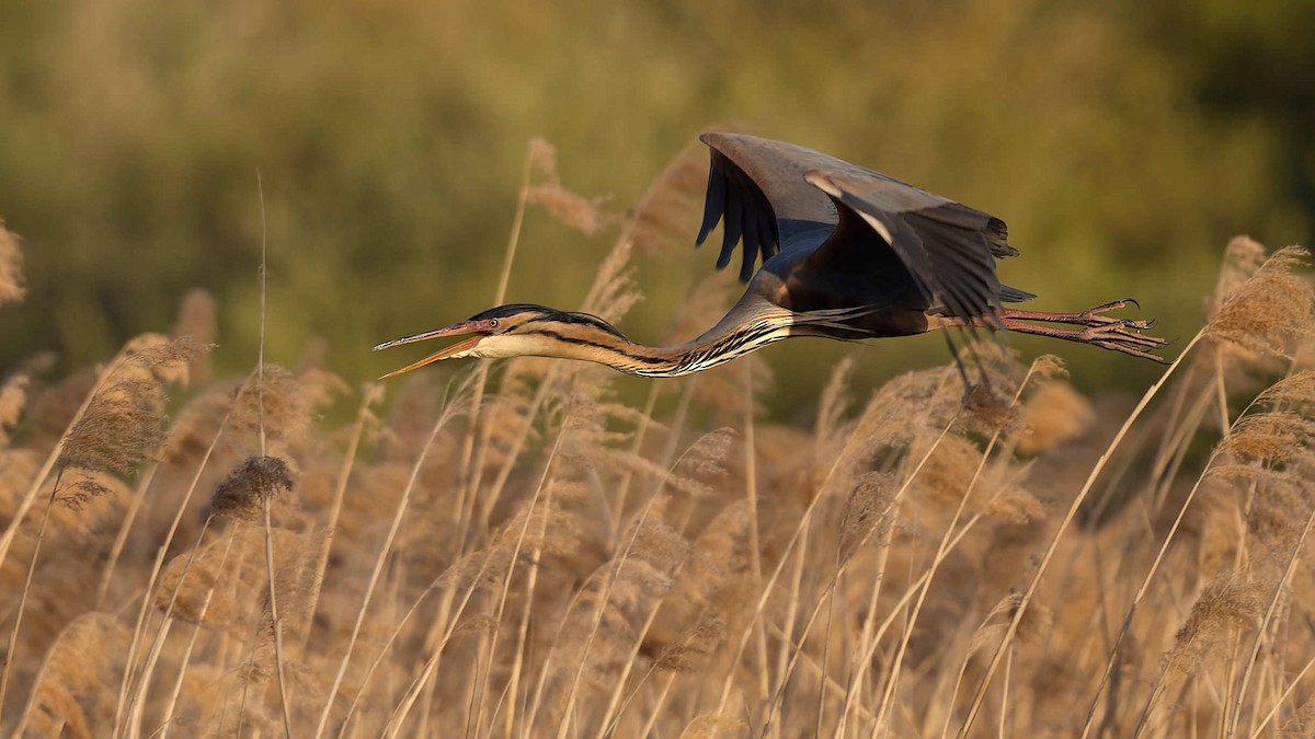 Чапля руда - ML644608655