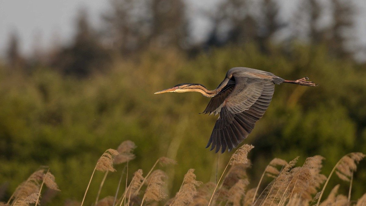 Чапля руда - ML644608656