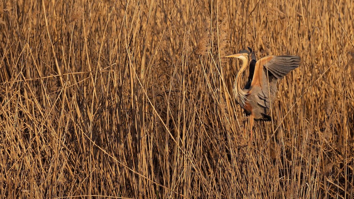 Чапля руда - ML644608657