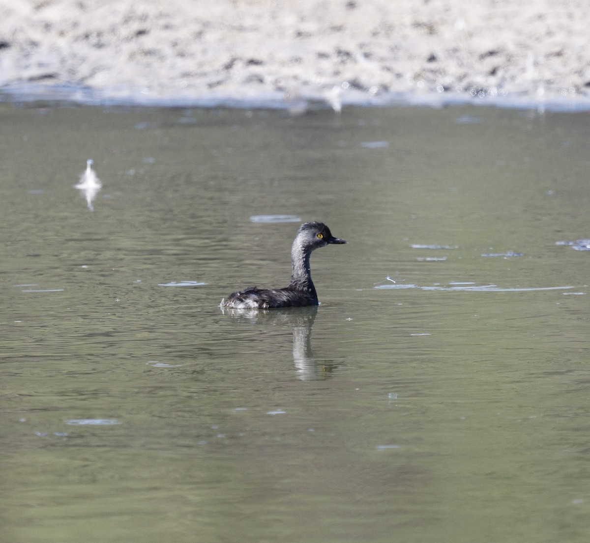 Least Grebe - ML644608658