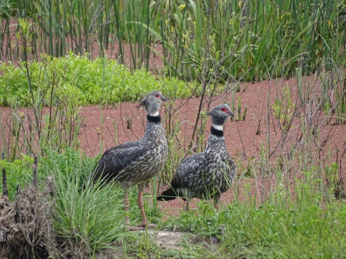 Southern Screamer - ML644608665